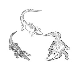 Alligator illustration in doodle style. Vector isolated on a white background.