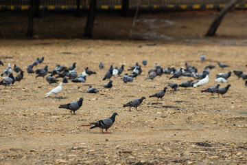 Group of Pigeon Enjoying Food