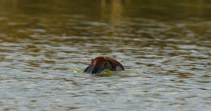 White-headed duck, a swimming duck species, usually lives in fresh waters and sea coasts. They feed by eating living creatures, greenery and plankton in the water with their spatula-shaped beak.