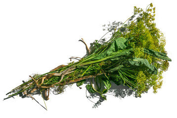 Bouquet of horseradish leaves and dill umbrellas. Spices for pickling vegetables on a white background