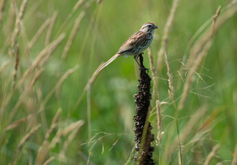 song sparrow perched on a dried plant on a summer day