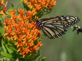 monarch butterfly sits on an orange milkweed blooming in summer