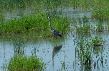 great blue heron wades in a pond with green grasses all around
