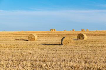 Fototapeta premium Straw bales on harvested field with many hay bales in horizon