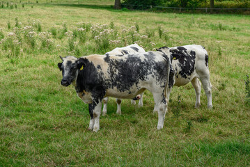 Fototapeta premium Sommerzeit im westlichen Münsterland
