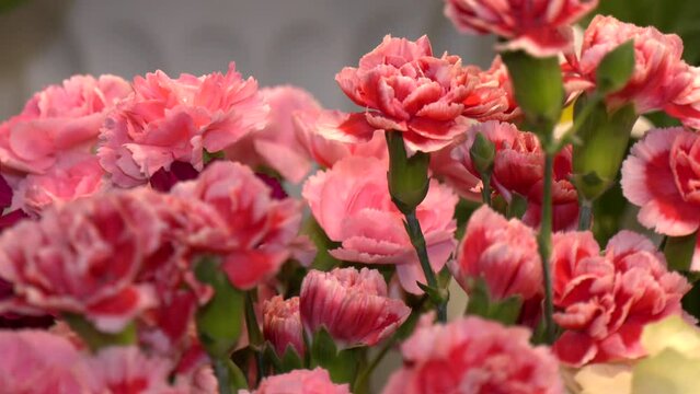 Bunches of pink carnation flowers different varieties in vases. Lovely Vintage background with flowers. Clove bunch present for Mother's Day.
