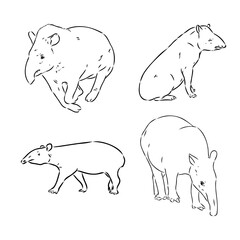 Tapir animal sketch engraving vector illustration. Scratch board style imitation. Hand drawn image.