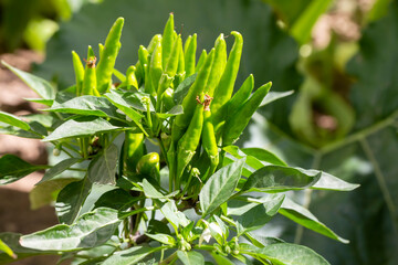 Small green hot pepper field