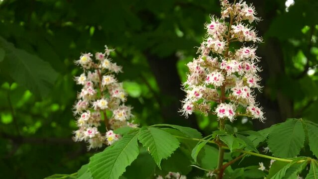 In spring, chestnut flowers bloom in nature (Aesculus hippocastanum, bitter chestnut).   Cluster with white chestnut flowers. Chestnut flowers bloom in spring.  Horse chestnut blossoms in spring.