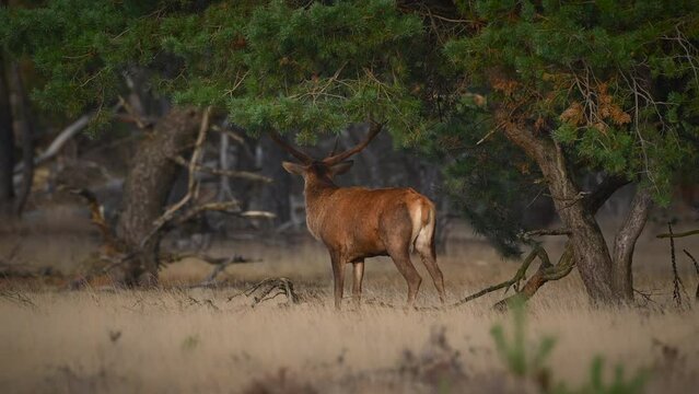 Red deer (Cervus elaphus) grazing in a field in a forest at the end of a summer day during the rutting period.