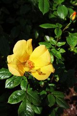 A big bright yellow rose on a sunny day in the center of the image