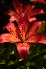 Fototapeta premium Lily. An open lily bud against a background of greenery. Beautiful red flower in the garden. Lily close-up.