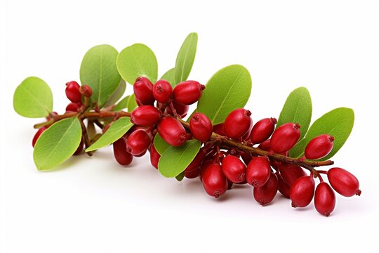 barberry isolated on white background.