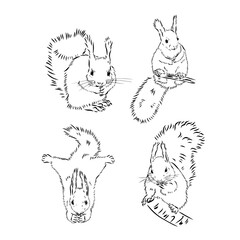 Hand drawn squirrel. Retro realistic animal isolated. Vintage style. Doodle line graphic design. Black and white drawing mammal. Vector sketch. Christmas animal.