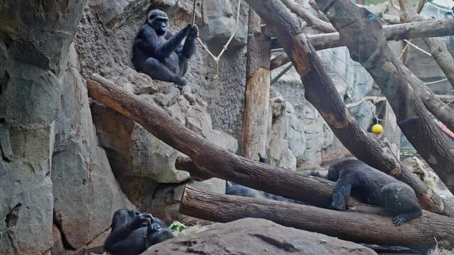 Black gorillas in the zoo enclosure lie on the trees and look at the public