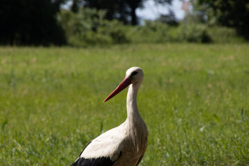 White and black stork