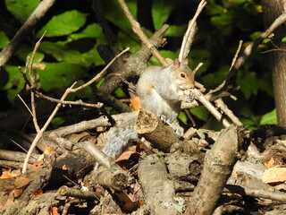 Eastern gray squirrel living in a woodland forest within the Susquehannock State Park, Lancaster County, Pennsylvania.