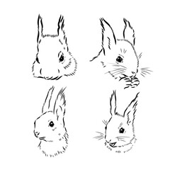 Hand drawn squirrel. Retro realistic animal isolated. Vintage style. Doodle line graphic design. Black and white drawing mammal. Vector sketch. Christmas animal.