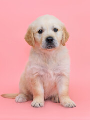 small dog puppy golden retriever labrador on a pink background.
