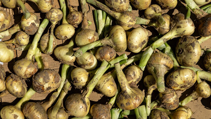A large golden onion lies in the sun. A pile of onions in bright sunlight, close-up.