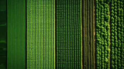 Fotobehang Aerial view of lush green crops on a farm © KerXing
