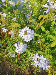 Plumbago auriculata bright beautiful flowering