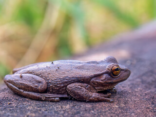 Macrophotography of a brown frog resting on a clay tile, captured in a farm near the town of Arcabuco in the eastern Andes of central Colombia.