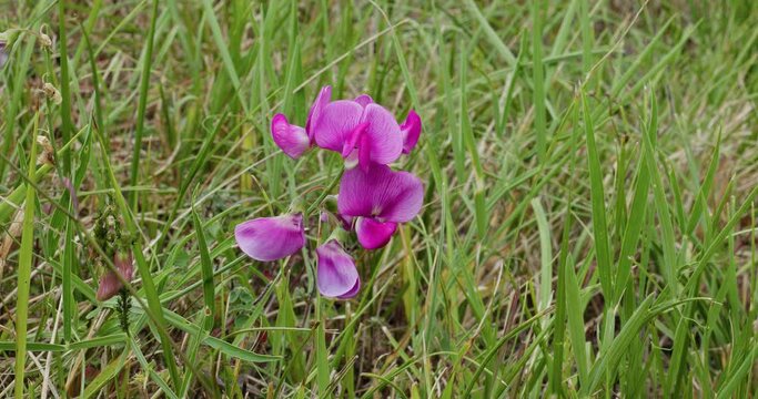 Lathyrus sylvestris