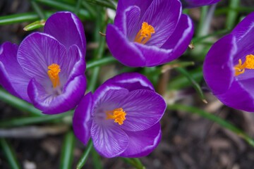 Close-Up of Purple Crocus Flowers in Bloom