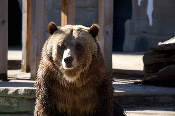 Grizzly Bear at the Zoo