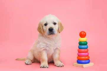 small dog puppy golden retriever labrador on a pink background. playing with a children's toy pyramid