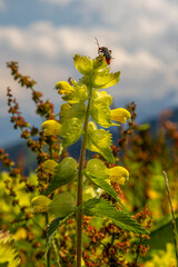 Rigi Scheidegg - ein Berggipfel des Rigi-Massivs am Vierwaldstättersee in der Schweiz
