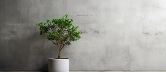A simple design space for copy text is provided by a white metal sheet wall background, featuring a little green tree on one side. The rustic surface adds a touch of charm.