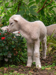 A two moths old lamb smelling some flowers in a garden, in the eastern Andean mountains of central Colombia, near the town of Arcabuco.