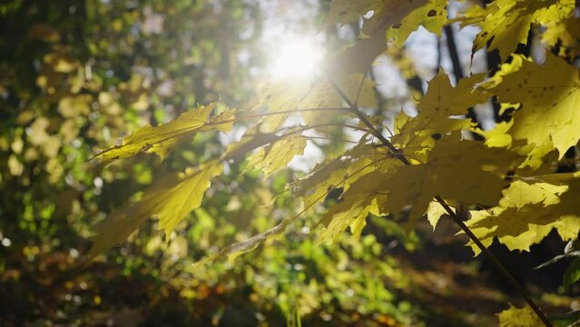 Autumn yellow maple leaves sway in the wind against the background of the bright sun, slider shot