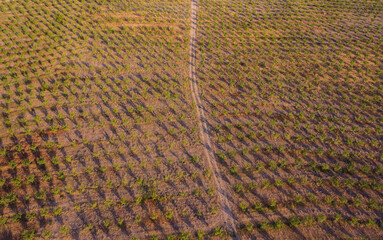 Aerial view of apple trees fields gardens in mountains sunset lights, agriculture background texture