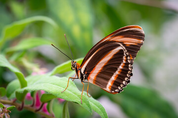 Fototapeta na wymiar Orange Tiger Butterfly sleeps on a leaf, Dryadula phaetusa