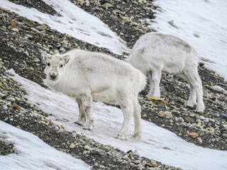 Naklejka premium Couple of white reindeer grazing on the snow and gravel in arctic