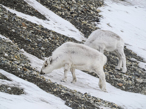 Couple of white reindeer grazing on the snow and gravel in arctic