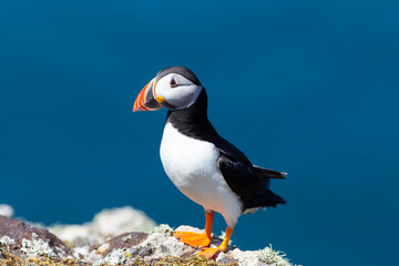 Close up of a wild Atlantic puffin (Fratercula arctica) on the island of Skomer in Pembrokeshire, Wales, UK in the summer sunshine