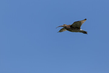 Long-billed Eurasian Curlew (Numenius arquata) in flight