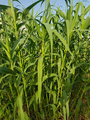 Arundo donax are small and fertile