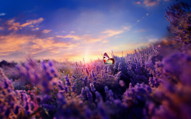 Wide field of lavender and butterfly in summer sunset, panorama blur background. Autumn or summer lavender background with butterflies. Shallow depth of field