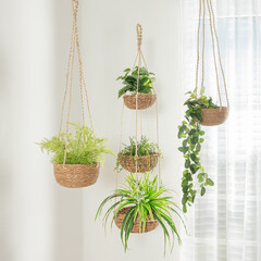hanging baskets of plants are hanging to a wall, providing a lush, natural decoration