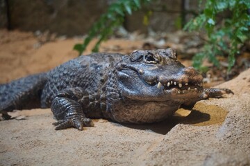 Alligator Resting on Sand in Zoo Enclosure, Mouth Slightly Open