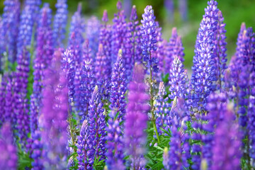 Beautiful lavander flowers in the summer