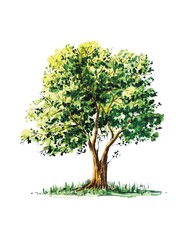 tree with green leaves watercolour illustration 