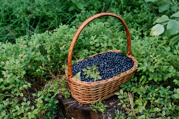 Fototapeta na wymiar Fresh blueberries in a basket. Basket full of fresh ripe blueberries in a summer forest. Freshly picked blueberries in a rustic basket. Pictures of nature or wallpaper.