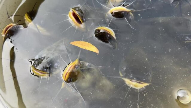 Massive quantity of aggressive shark catfish, Iridescent Shark, Pangasianodon hypophthalmus, searching and waiting for food. High quality 4k footage