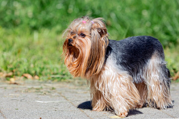 Yorkshire terrier walks on a green lawn on a sunny day